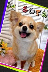 船橋市犬のトリミングサロン 画像プレゼント