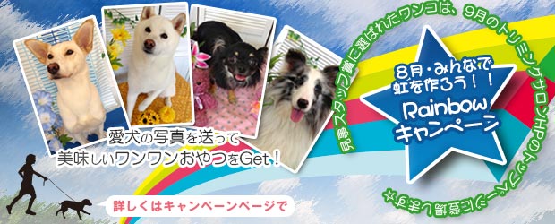 船橋市犬トリミングサロン 8月のキャンペーン